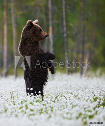 Bild på Bear standing among white flowers